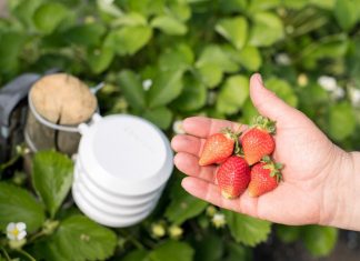 Der Erdbeersensor optimiert die Ernte. Hinter dem unscheinbaren &Auml;u&szlig;eren verbergen sich leistungsstarke Sensoren. &Uuml;ber eine App auf dem Smartphone sieht der Landwirt auf einen Blick, ob auf seinen Feldern alles im gr&uuml;nen Bereich ist.