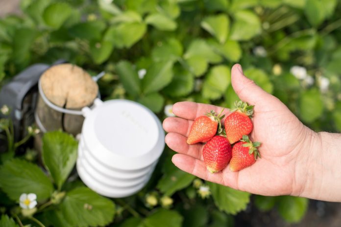 Der Erdbeersensor optimiert die Ernte. Hinter dem unscheinbaren Äußeren verbergen sich leistungsstarke Sensoren. Über eine App auf dem Smartphone sieht der Landwirt auf einen Blick, ob auf seinen Feldern alles im grünen Bereich ist.